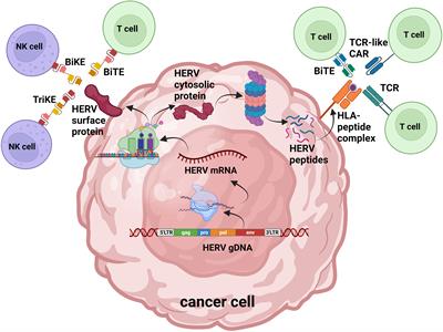Mechanistic regulation of HERV activation in tumors and implications for translational research in oncology